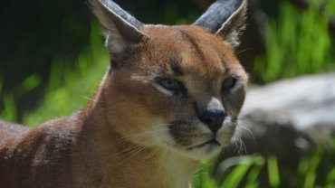 What do caracals eat - Hero