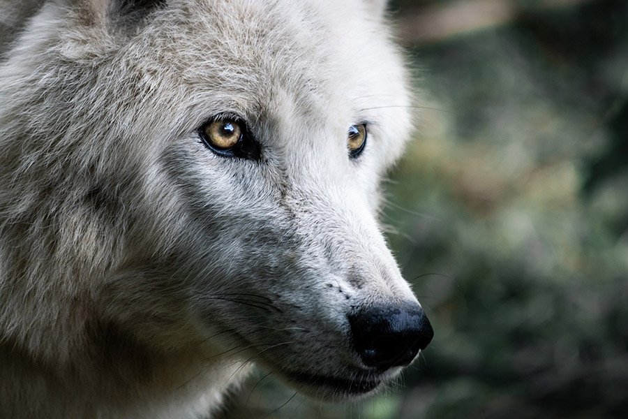 White wolf portrait