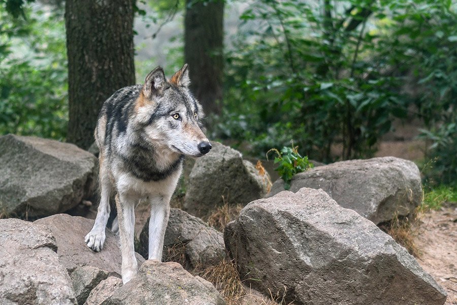 Wolf in a rocky forest