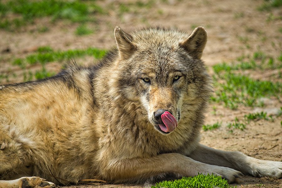 Wolf licking