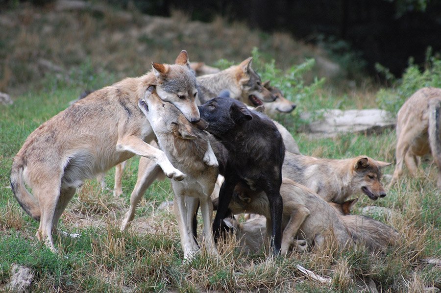 Wolf pack interacting