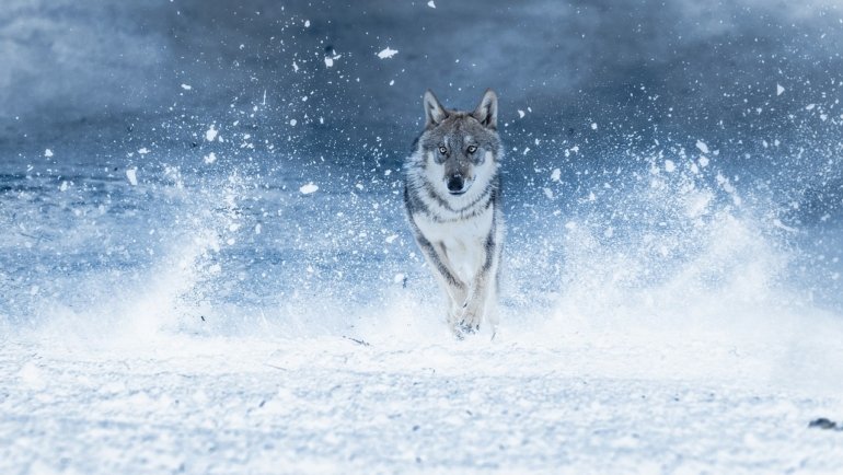 Wolf running