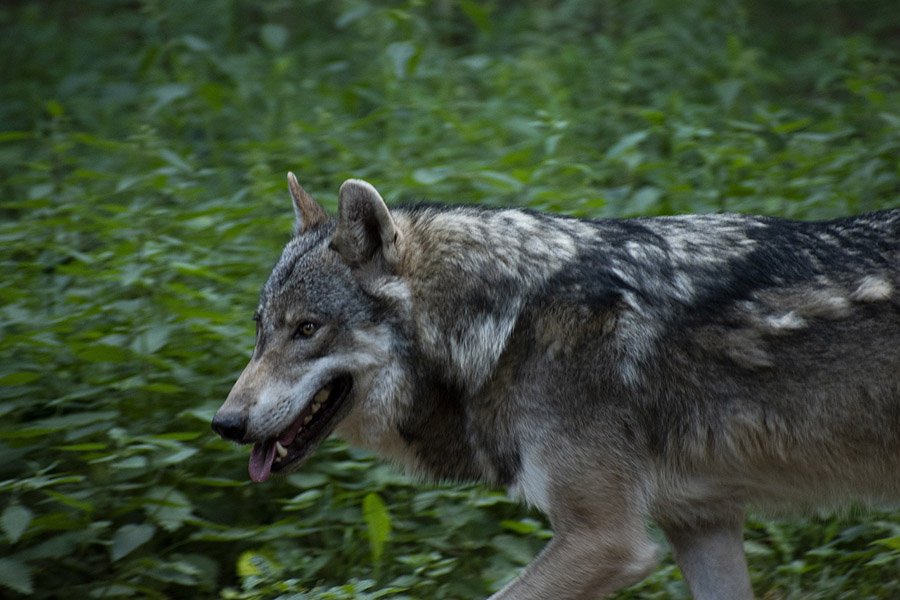 Wolf running in the forest