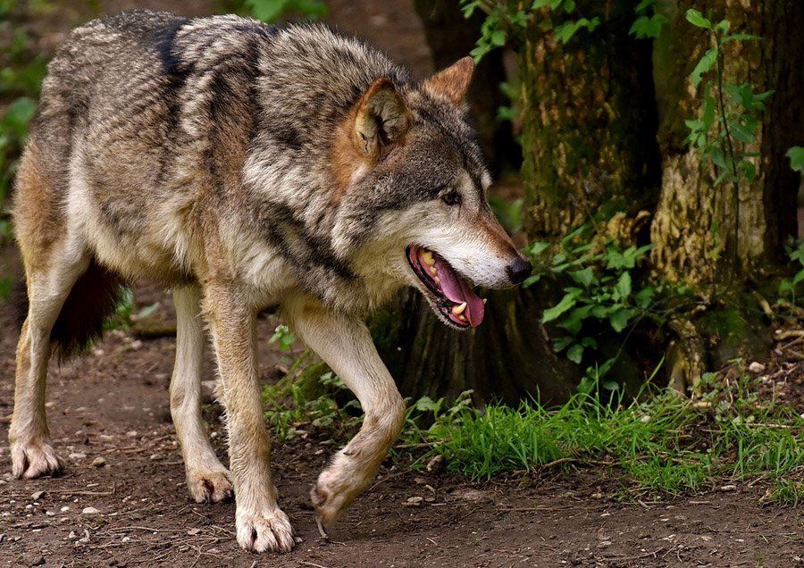 Wolf walking in the forest