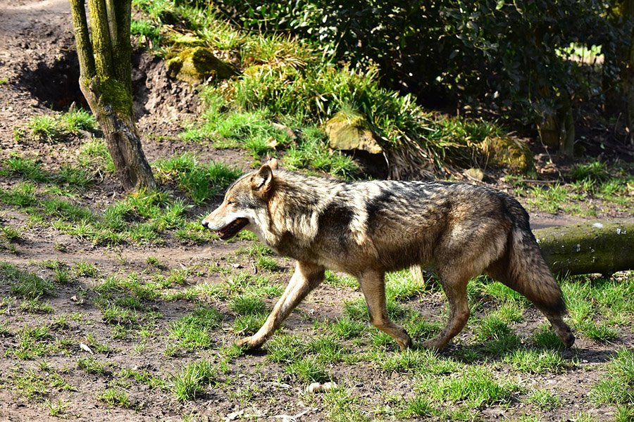 Wolf walking in the woods