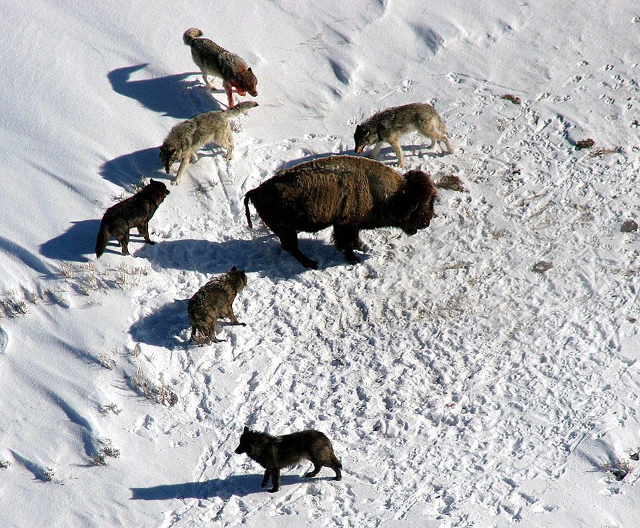 Wolves hunting bison