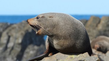 Fur seal fact sheet