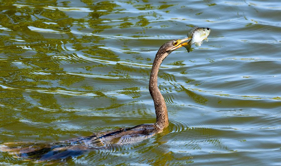 Anhinga