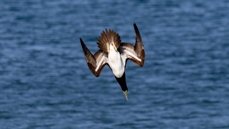 Booby diving