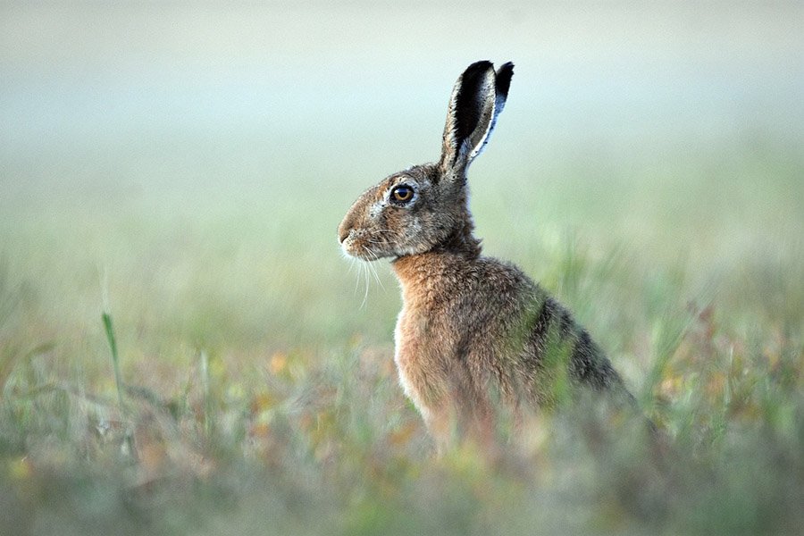 Brown Hare