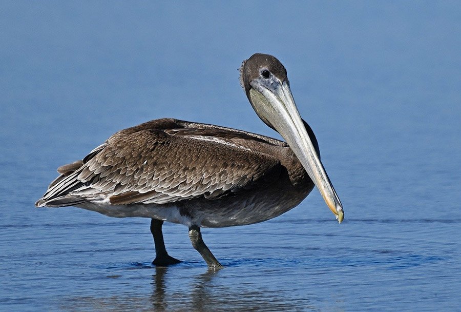 Brown Pelican