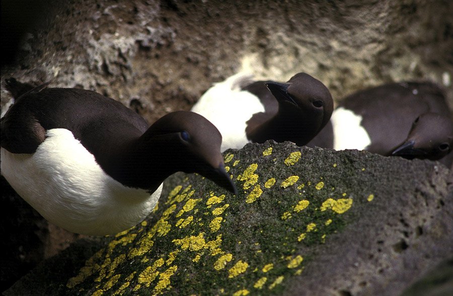 Common Murre