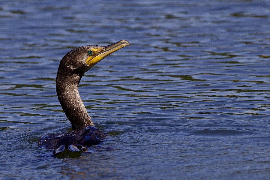 Cormorant