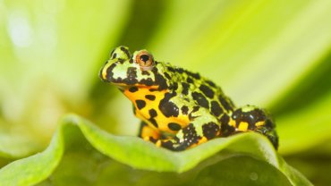 Fire-bellied toad fact sheet