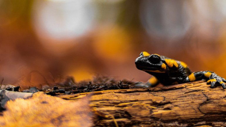 Fire salamander fact sheet