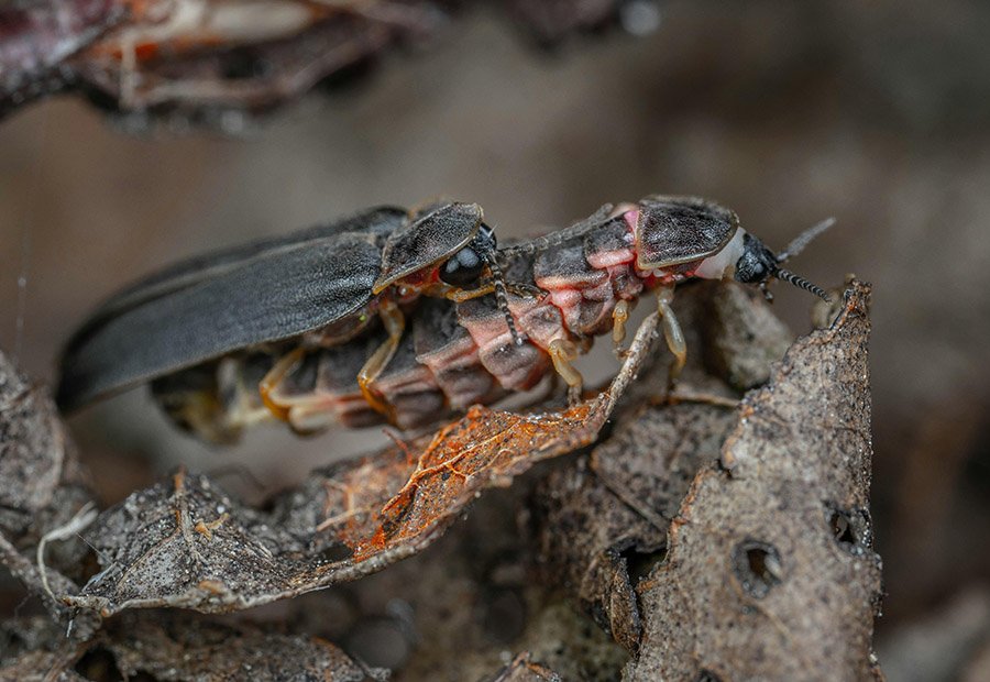 Fireflies close up