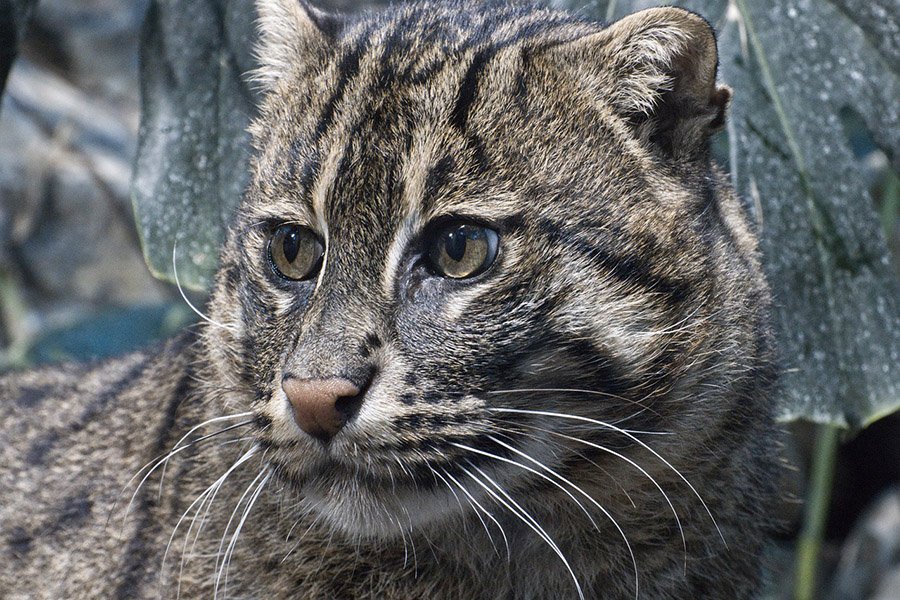 Fishing cat 