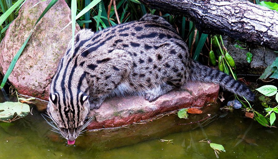 Fishing cat 