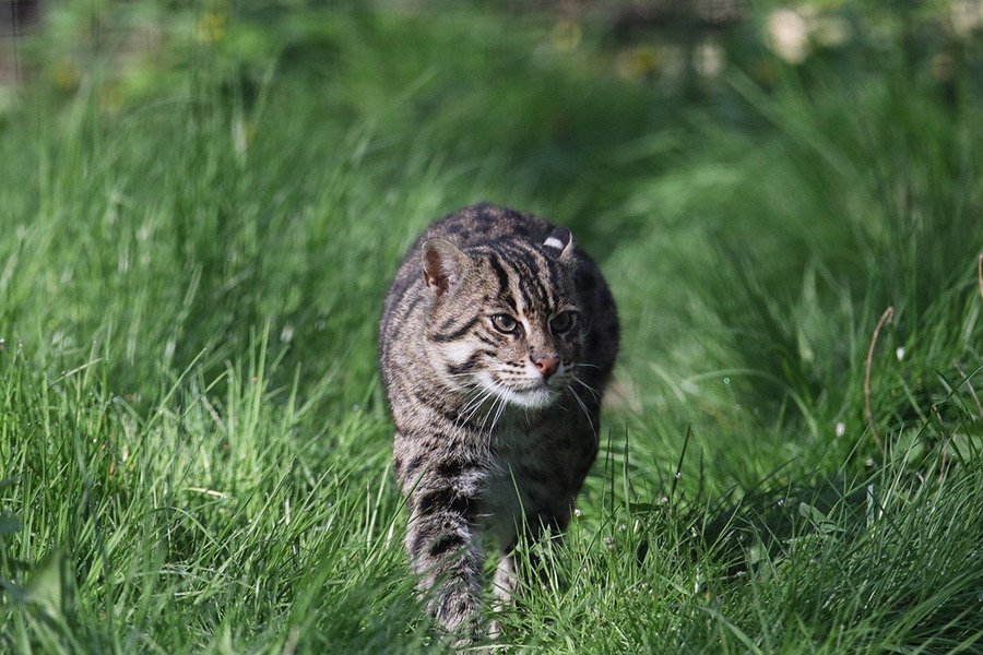 Fishing cat 