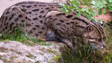 Fishing cat fact sheet