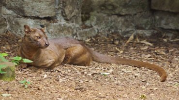 Fossa fact sheet