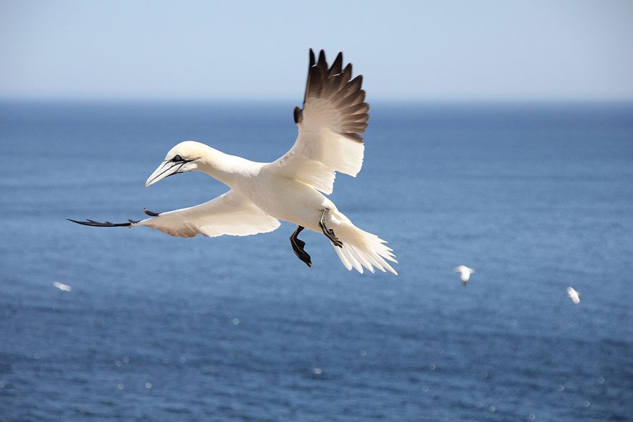 Gannet