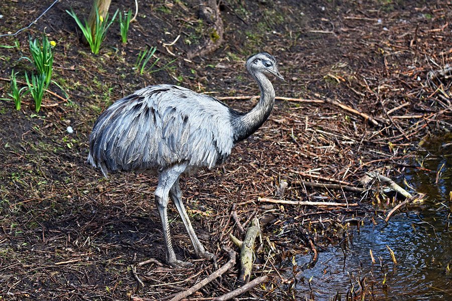 Greater Rhea