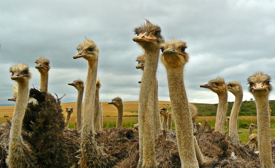 Group of ostriches