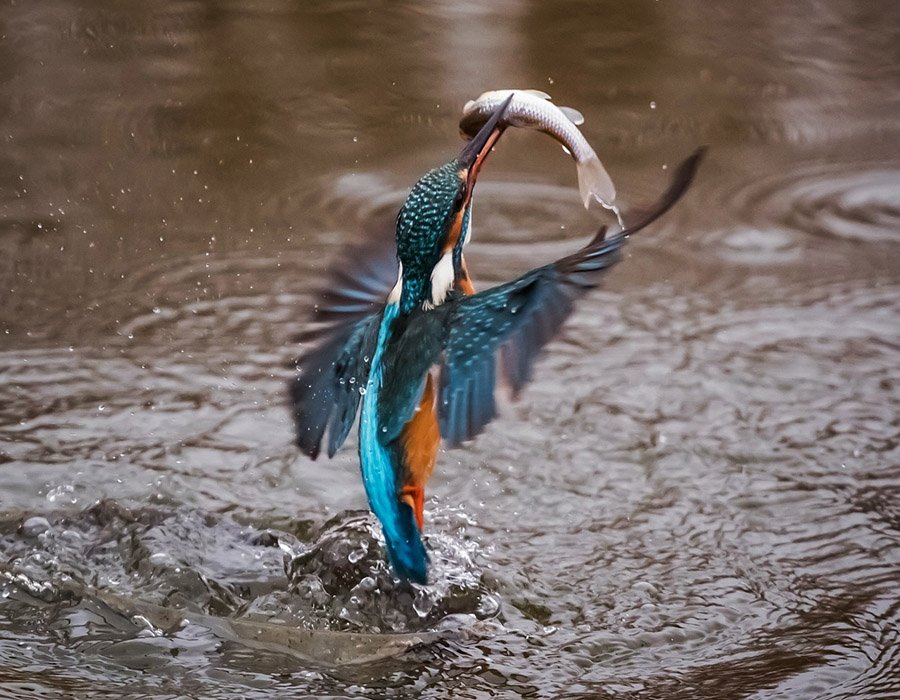 Kingfisher-fishing