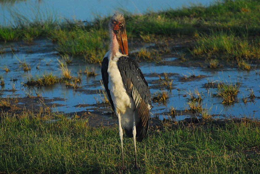 Marabou Stork