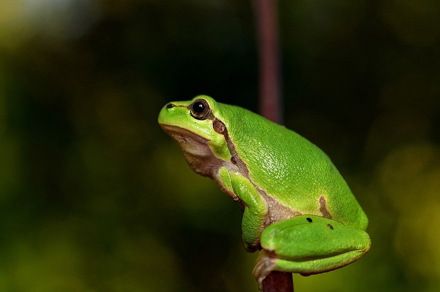 Mediterranean tree frog