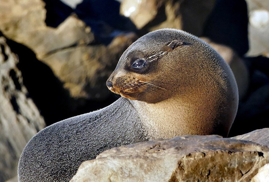 New Zealand fur seal, Arctocephalus forsteri