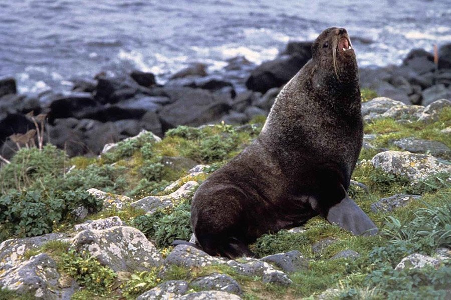 Northern fur seal