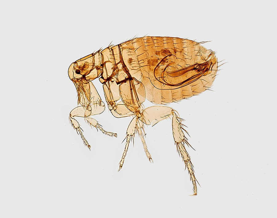 Oriental rat flea, Xenopsylla cheopis