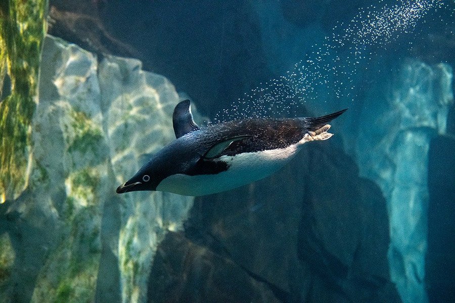 Penguin diving