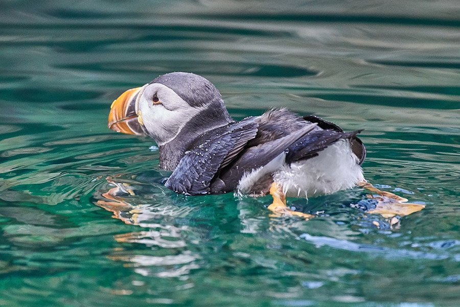 Atlantic Puffin