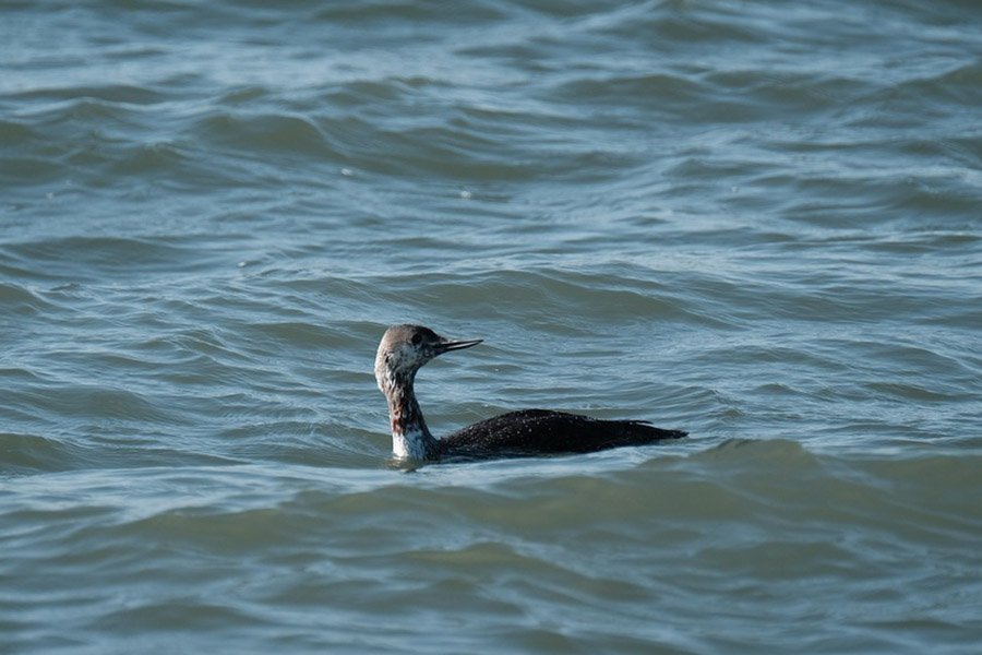 Red-Throated Diver