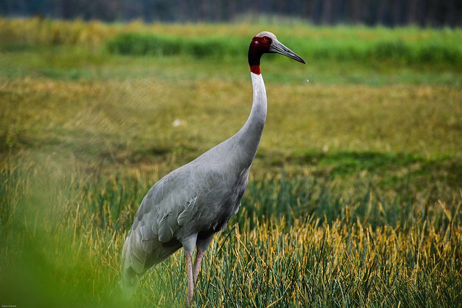 Sarus Crane