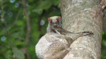 Colugo fact sheet