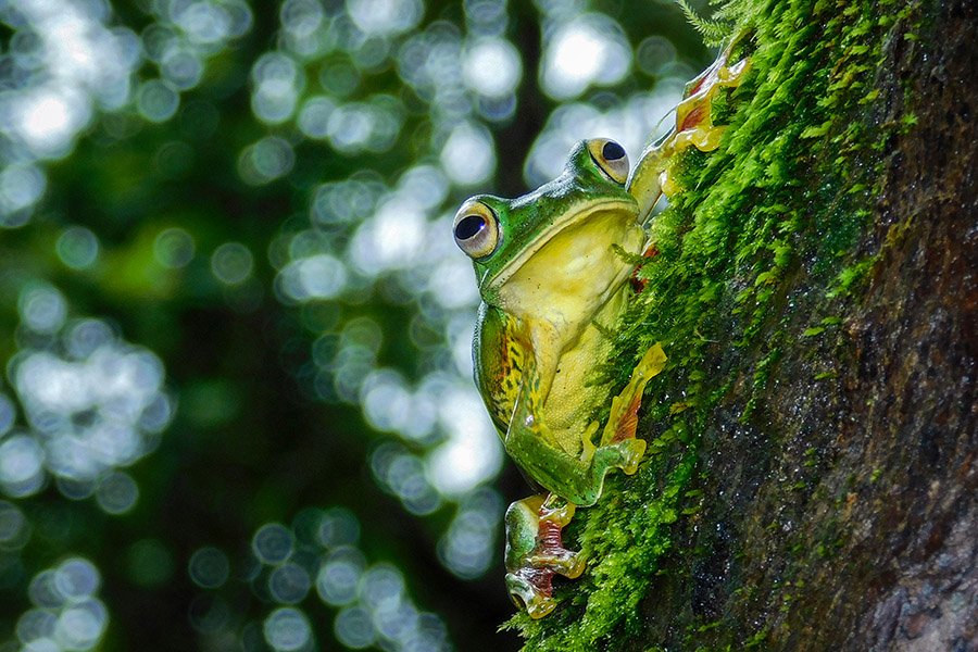 Tree frog