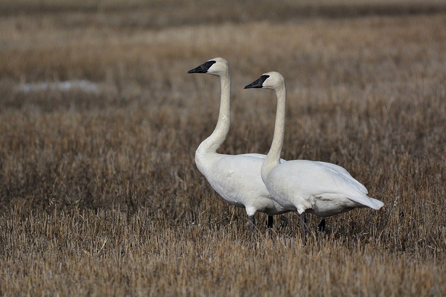 Trumpeter Swan