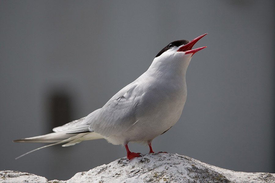 arctic-tern