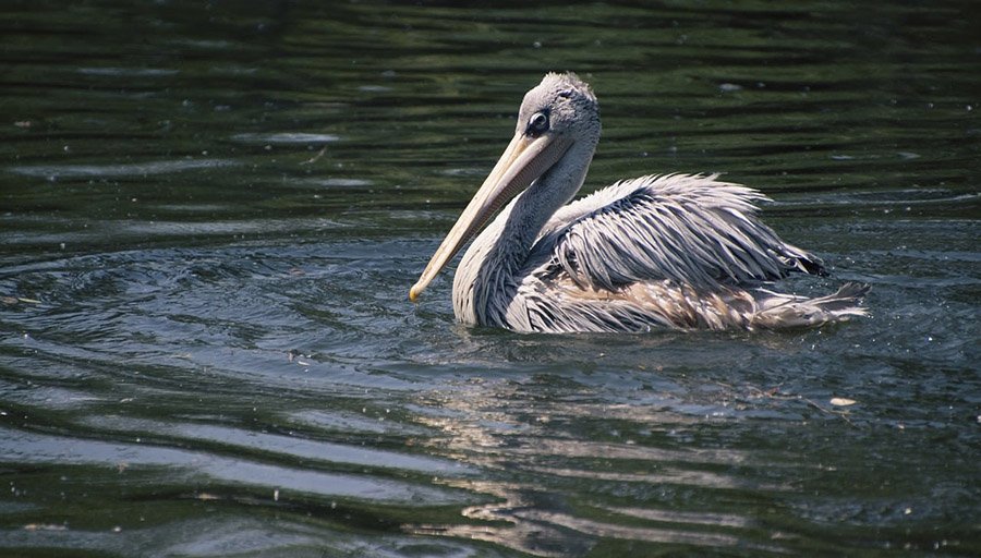 Dalmatian Pelican