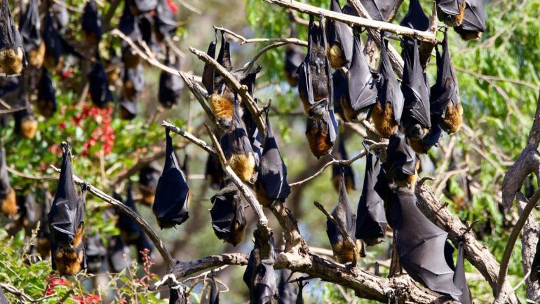 Fruit bat fact sheet