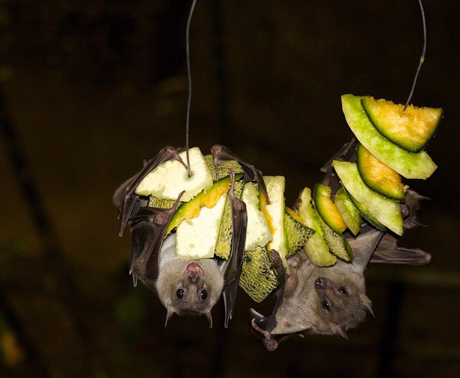 Fruit bats