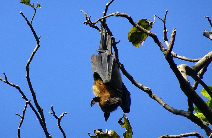 Indian flying fox