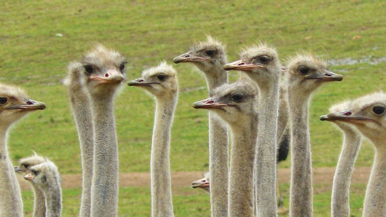 Largest birds