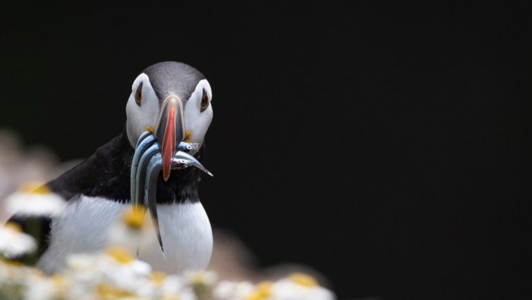 Bird eating fish