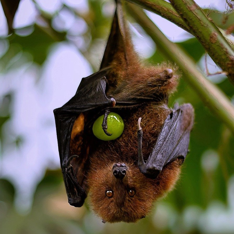 Rodrigues fruit bat