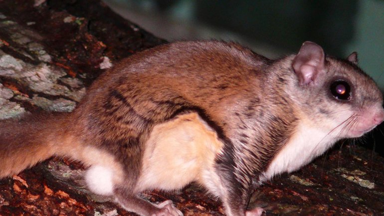 Flying squirrel fact sheet